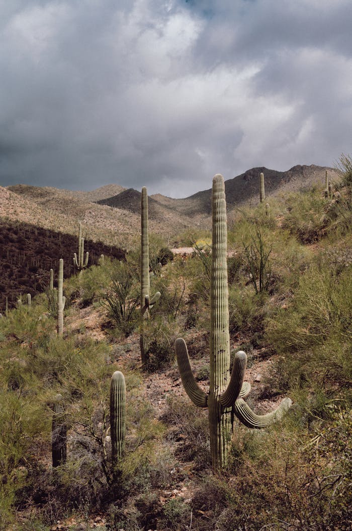 A stunning desert scene with towering cacti under a cloudy sky, showcasing rugged mountains.